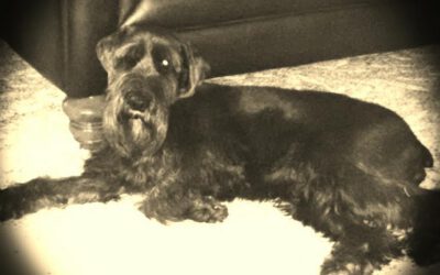 Another Lesson from a Schnauzer…Trust!