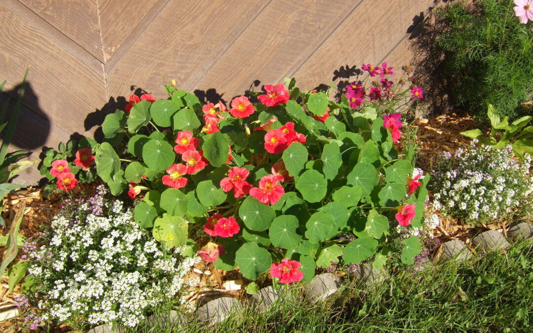 The Toxic Root of Bitterness