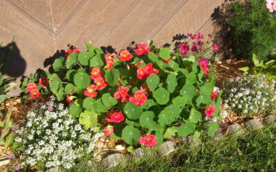 The Toxic Root of Bitterness