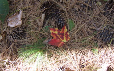 Five Minute Friday–Red